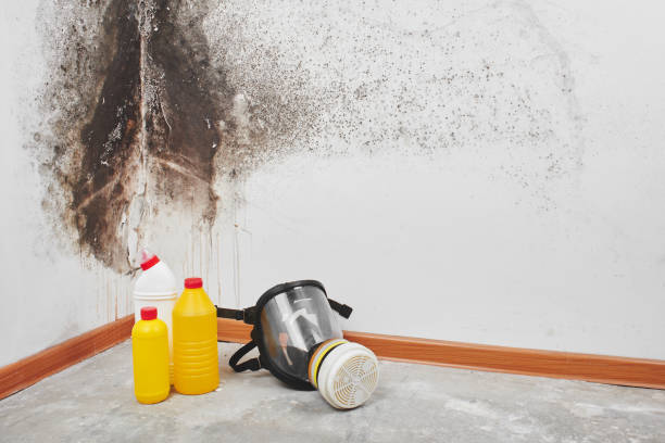 Best Professional Mold Removal  in Jackson, AL