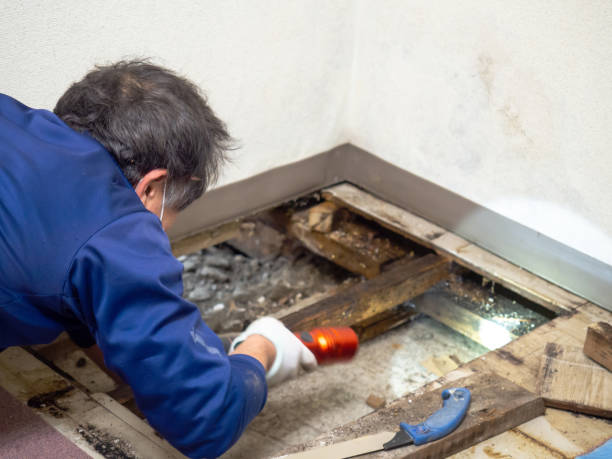 Jackson, AL Mold Removal Company