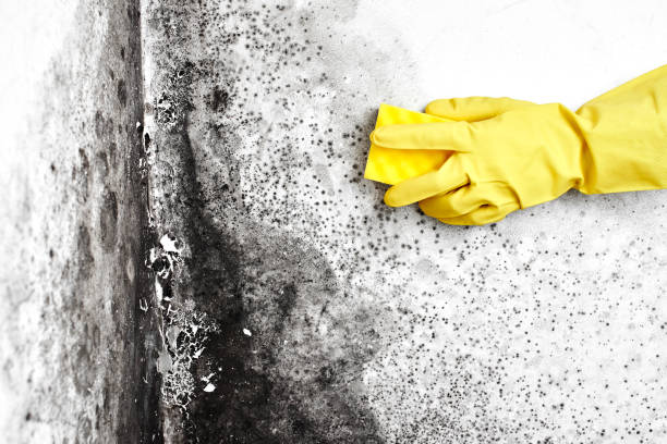 Best Mold Testing  in Jackson, AL