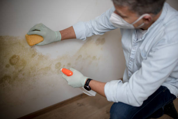 Best Mold Remediation  in Jackson, AL