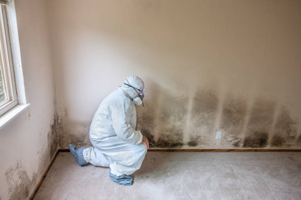 Best Toxic Mold Removal  in Jackson, AL
